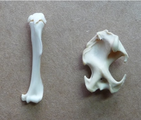 Left: rat humerus (for comparison), Right: mole humerus. The rat humerus is unfused on top, which is why there is a visible gap between the two parts.