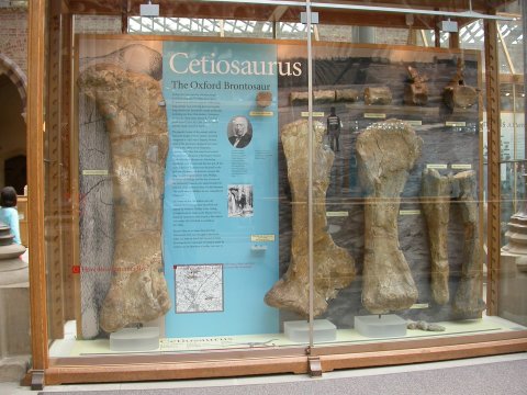 (Some of) the Cetiosaurus oxoniensis holotype material, on display in the public gallery of the Oxford University Museum of Natural History (OUMNH)