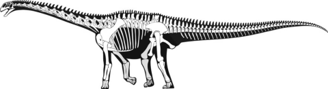 NaishMartill2007-british-dinosaurs-fig3-cetiosaurus