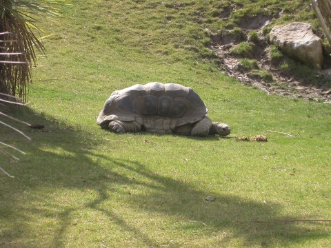 Oakland Zoo Tortoise - resting