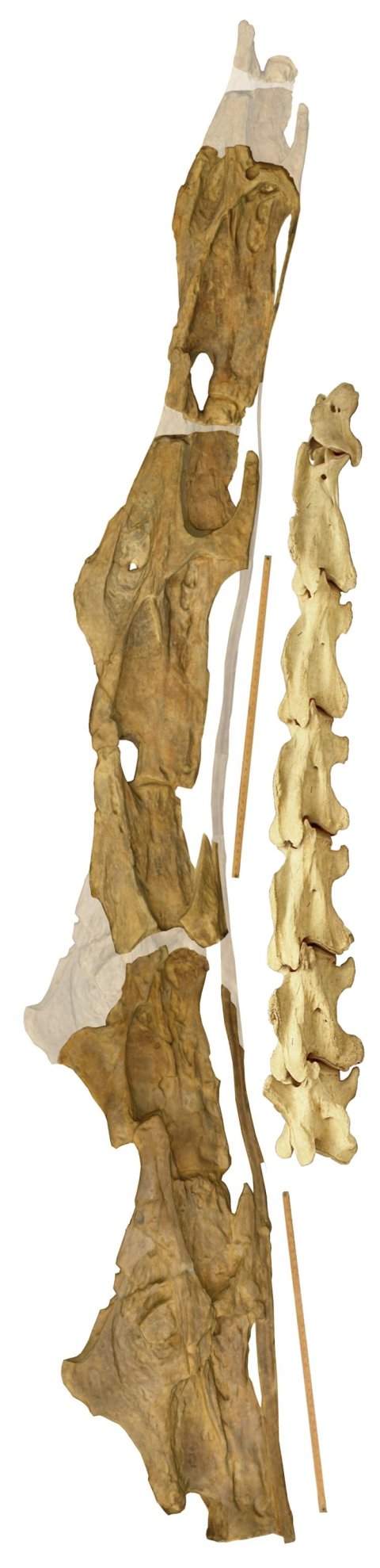 Sauroposeidon OMNH 53062 articulated right lateral composite with giraffe