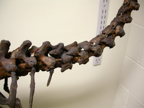 Emeus crassus neural spines