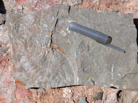 Marble Mountains trilobites