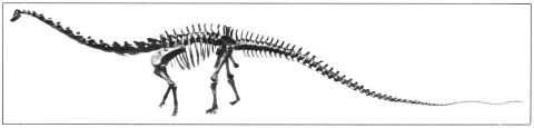 Diplodocus USNM 10865 - Gilmore 1932 pl 6 - cleaned up