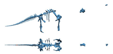 Dreadnoughtus 3D skeleton orthogonal views