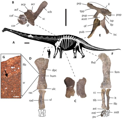 Big and getting bigger: the limb bones of Dreadnoughtus. Lacovara et al. (2014: fig. 2)