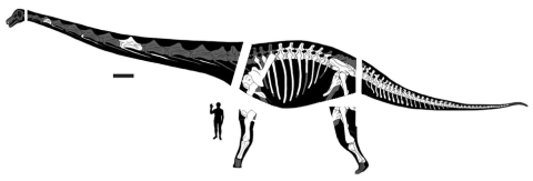 Dreadnoughtus decomposed for GDI - Lacovara et al 2014 fig 2