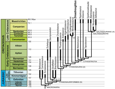 Dreadnoughtus and kin. Lacovara et al. (2014: fig. 3)