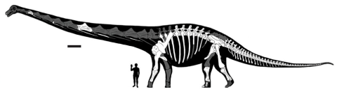 Dreadnoughtus published body outline - Lacovara et al 2014 fig 2