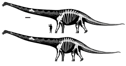 Dreadnoughtus shortened torso comparison - Lacovara et al 2014 fig 2