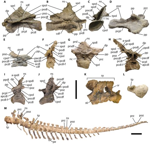 Yay, vertebrae! Lacovara et al. (2014: fig. 1)