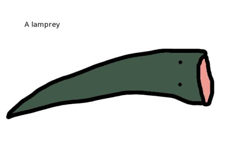 lamprey