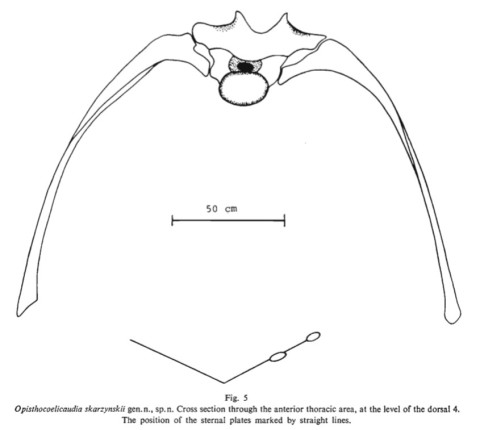 Opisthocoelicaudia torso x-s - Borsuk-Bialynicka 1977 fig 5