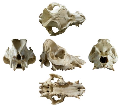 pig-skull-white