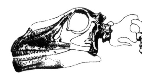 Marsh1891-plateXVI-Apatosaurus-skull-UNREVERSED