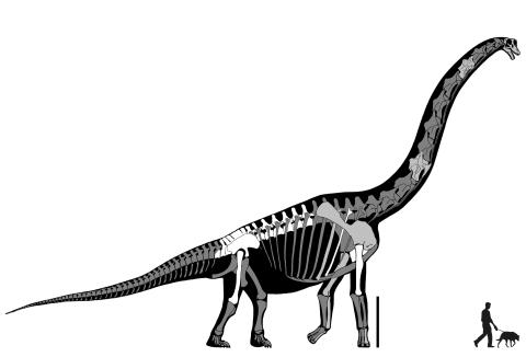 Taylor (2007: figure 7). Skeletal reconstruction of Brachiosaurus altithorax. White bones represent the elements of the holotype FMNH P 25107. Light grey bones represent material referred to B. altithorax: the Felch Quarry skull USNM 5730, the cervical vertebrae BYU 12866 (C?5) and BYU 12867 (C?10), the "Ultrasauros" scapulocoracoid BYU 9462, the Potter Creek left humerus USNM 21903, left radius and right metacarpal III BYU 4744, and the left metacarpal II OMNH 01138. Dark grey bones modified from Paul's (1988) reconstruction of Giraffatitan brancai. Scale bar equals 2 m.