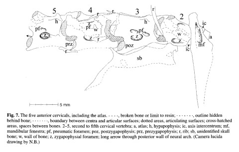 BondeChristiansen2003-axial-pneumaticity-of-rhamphorhynchus-fig7