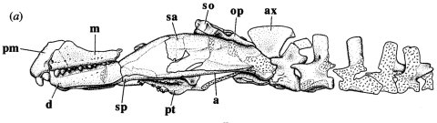 Dilkes (1998: fig. 7A). Mesosuchus browni. Holotype SAM 5882. Partial skull and jaws and cervical vertebrae in left lateral view.