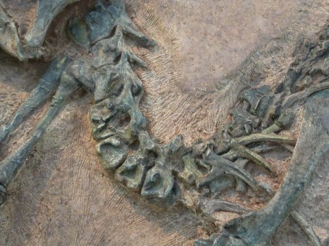 Cast of AMNH 28471, Heterodontosaurus tucki, collected from the Early Jurassic Voisana, Herschel district, South Africa. Anterior to the left.