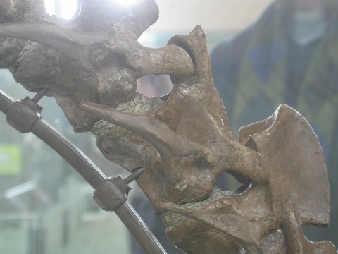 AMNH ?3554, Tenontosaurus tilletti, cervcials 2-4 in right lateral view.