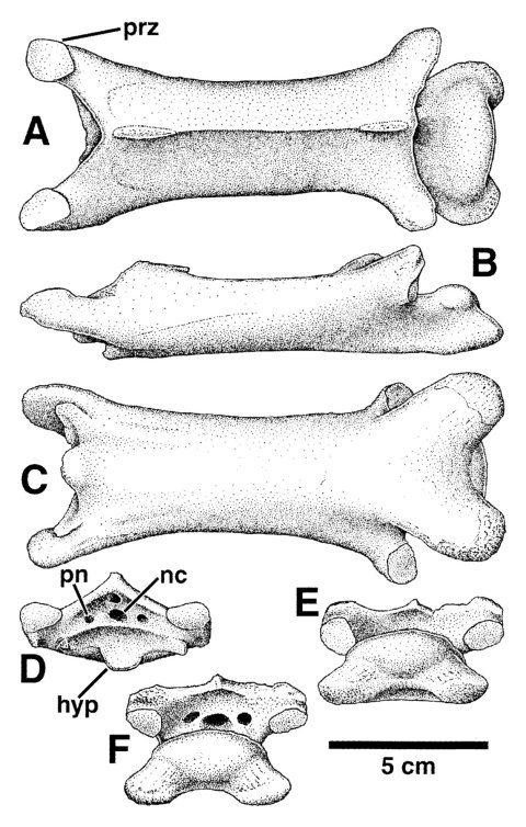 Godfrey and Currie (2005:figure 16.1). Azhdarchid cervical vertebra (TMP 92.83.7) in (A) dorsal, (B) left lateral, (C) ventral, (D) anterior, (E) posterior, and (F) posterodorsal views. Abbreviations: hyp, hypapophysis; nc, neural canal; pn, pneumatopore; prz, prezygapophysis.