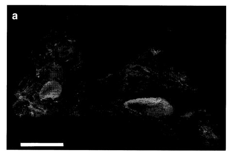 KellnerTomida2000-fig14a