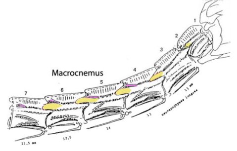 Cervicals 1-6 of the protorosaur Macrocnemus, modified from an uncredited image on Dave Peters' site. Postzygapophyses in yellow, epipophyses in purple.