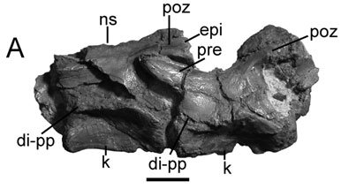 Nesbitt et al. (2009: fig. 11A). Vertebrae of Vancleavea campi. Two articulated cervical vertebrae (PEFO 33978) in left lateral view.