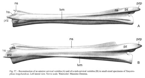 Nosotti (2007:figure 57). Reconstruction of an anterior cervical vertebra (A) and of a mid-cervical vertebra (B) in small-sized specimens of Tanystropheus longobardicus. Left lateral view. Not to scale. Watercolor: Massimo Demma. Abbreviation pzp = postzygapophyseal process.