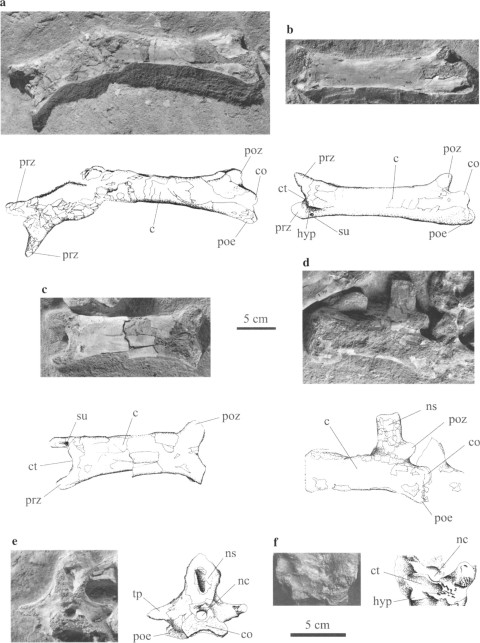 Pereda Suberbiola et al. (2003: fig. 3). Phosphatodraco mauritanicus gen. et sp. nov, OCP DEK/GE 111, Late Cretaceous (Maastrichtian), Morocco: (a) cervical five in two fragments, ventral and left lateral views; (b) cervical six in ventrolateral view; (c) cervical seven in ventral view; (d) cervical eight in left lateral view; (e) cervical nine in posterior view; (f) cervical six in anterior view. c, centrum; co, condyle; ct, cotyle; hyp, hypapophysis; nc, neural canal; ns, neural spine; poe, postexapophysis; poz, postzygapophysis; prz, prezygapophysis; su, sulcus; tp, transverse process.