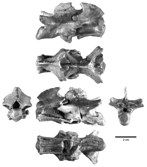 Spielmann et al. (2008: figure 30, rearranged). Cervical vertebrae 2-3 (i.e. axis and C3) of Trilophosaurus buettneri TMM 31025-140. Top row: right lateral. Second row: dorsal, with anterior to the left. Third row, left to right: anterior, left lateral, posterior. Bottom row: ventral, with anterior to the left.