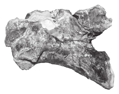 Spielmann et al. (2009: figure 3N). Spinosuchus caseanus holotype UMMP 7507, 5th cervical vertebra in left lateral view.