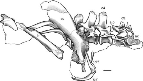 Sues (2003: figure 7). Teraterpeton hrynewichorum, NSM 999GF041 (holotype), cervical and anterior dorsal vertebrae and ribs, associated with right scapula (sc), ?clavicles (cl?), ?interclavicale (ic?), and incomplete right humerus (h), in right lateral view. Scale bar = 1 cm. a.p., accessory process above postzygapophysis; ax, axis; c3, c4, cervical vertebra 3 and 4, respectively; t, displaced tooth.