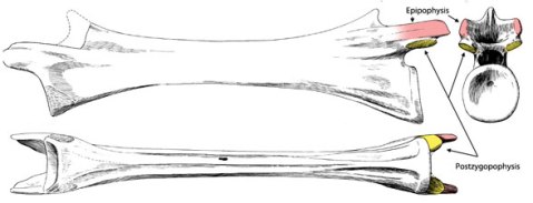 Unspecified single cervical of Tanystropheus, from Dave Peters' site. Postzygapophysis in yellow, epipohysis in purple.