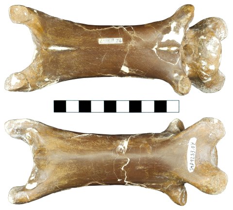 TMP 1992.83.7, Quetzalcoatlus sp., cervical 3. Top, dorsal view; bottom, ventral view. Scale bar = 10 cm.