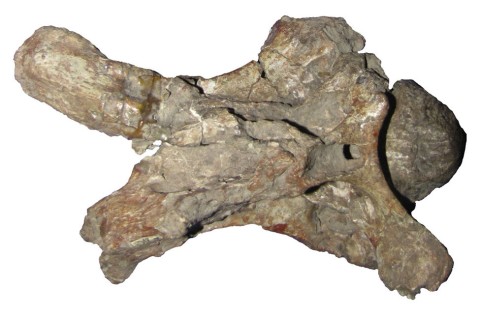 Zurriaguz and Powell (2015:figure 3B). Anterior cervical vertebra PVL 4017-3 of Saltasaurus loricatus, in dorsal view (rotated 90° from the paper)