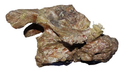 Zurriaguz and Powell (2015:figure 4B). Mid-anterior cervical PVL 4017-138 of Saltasaurus loricatus in right lateral view.