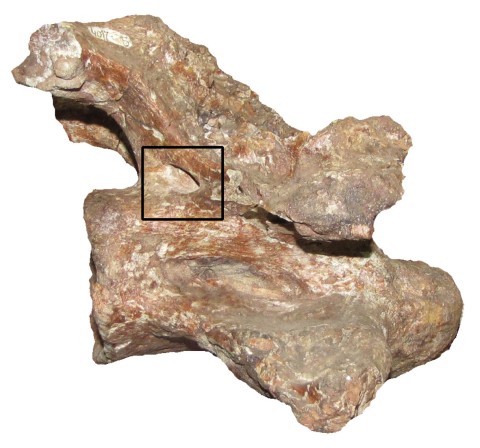 Zurriaguz and Powell (2015:figure 5). Last anterior cervical vertebra (PVL 4017-5) of Saltasaurus loricatus in right lateral view. (Ignore the inset square for our purposes: it's in the original.)