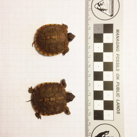 Baby box turtles 2015-03-21 1