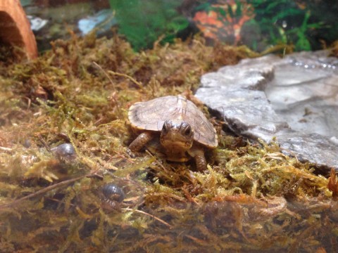 Baby box turtles 2015-03-21 4-2