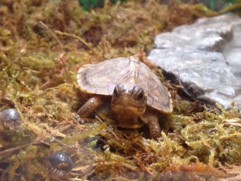 Baby box turtles 2015-03-21 4-3