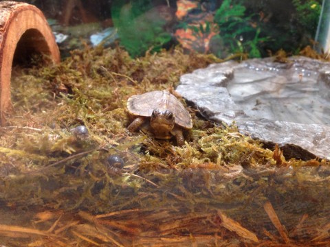 Baby box turtles 2015-03-21 4