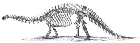 Marsh's second attempt at reconstructing the skeleton of Brontosaurus, based primary on the holotype YPM 1980, using a skull based on the Felch Quarry specimen. From Marsh (1891:plate XVI)