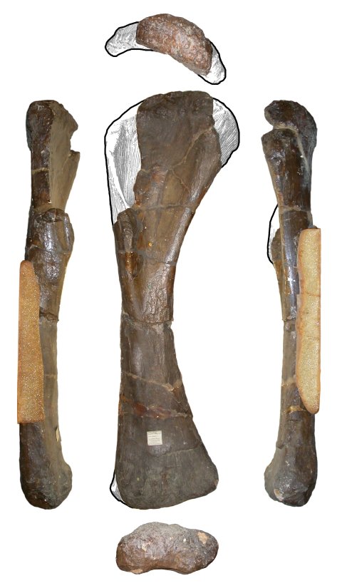 Right humerus of Pelorosaurus conybeari holotype NHMUK 28626. Top row: distal view, anterior to bottom. Middle row, left to right: lateral, anterior and medial views. Bottom row: distal, anterior to top. Missed parts reconstructed from the humerus of Giraffatitan brancai (Janensch 1961: Beilage A)