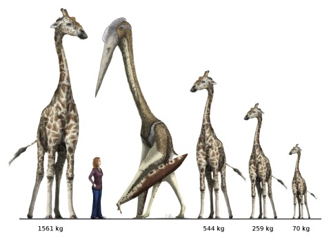 Arambourgiania vs giraffe vs the Disacknowledgement redux Witton ver 2 low res