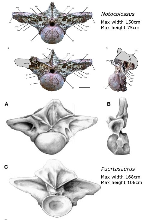 Notocolossus and Puertasaurus dorsals compared