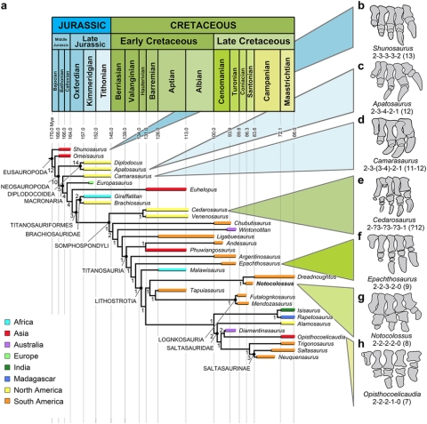 Notocolossus phylogeny - Gonzalez Riga et al 2016 fig 5