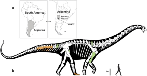 Notocolossus skeletal recon - Gonzalez Riga et al 2016 fig 1