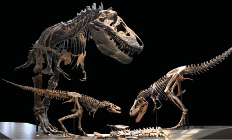 LACM Tyrannosaurus trio - Hone et al 2016 fig 1