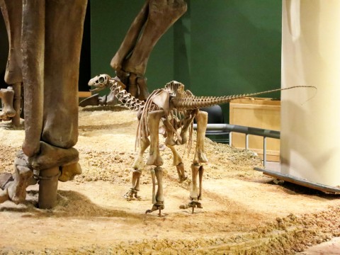 OMNH baby Apatosaurus